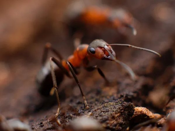 Ant Control